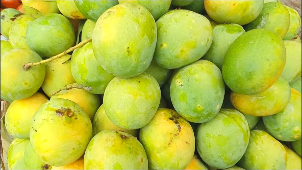 ‘ফলের রাজা’আমের অজানা তথ্য 