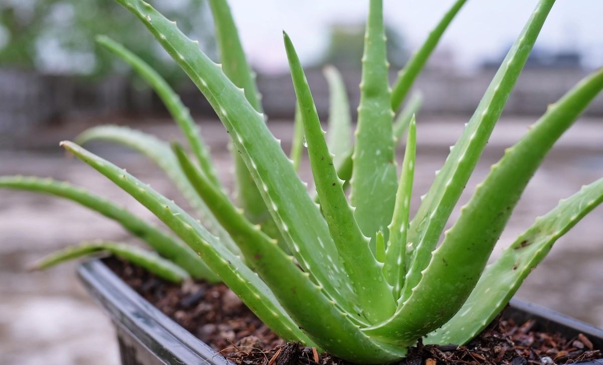 এই গরমে ঘরকে ঠান্ডা রাখবে গাছ 