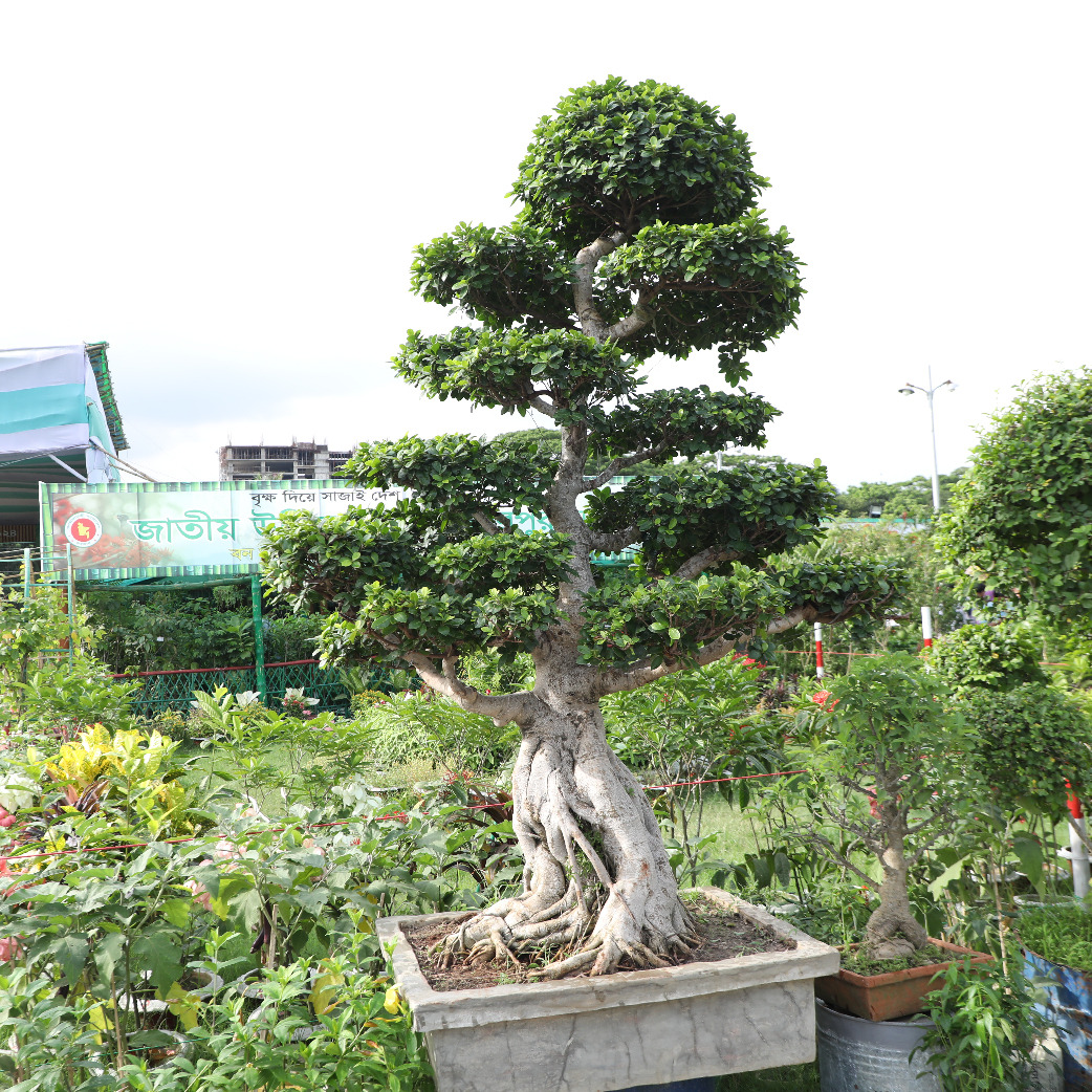 জমে উঠেছে জাতীয় বৃক্ষ মেলা ২০২৪