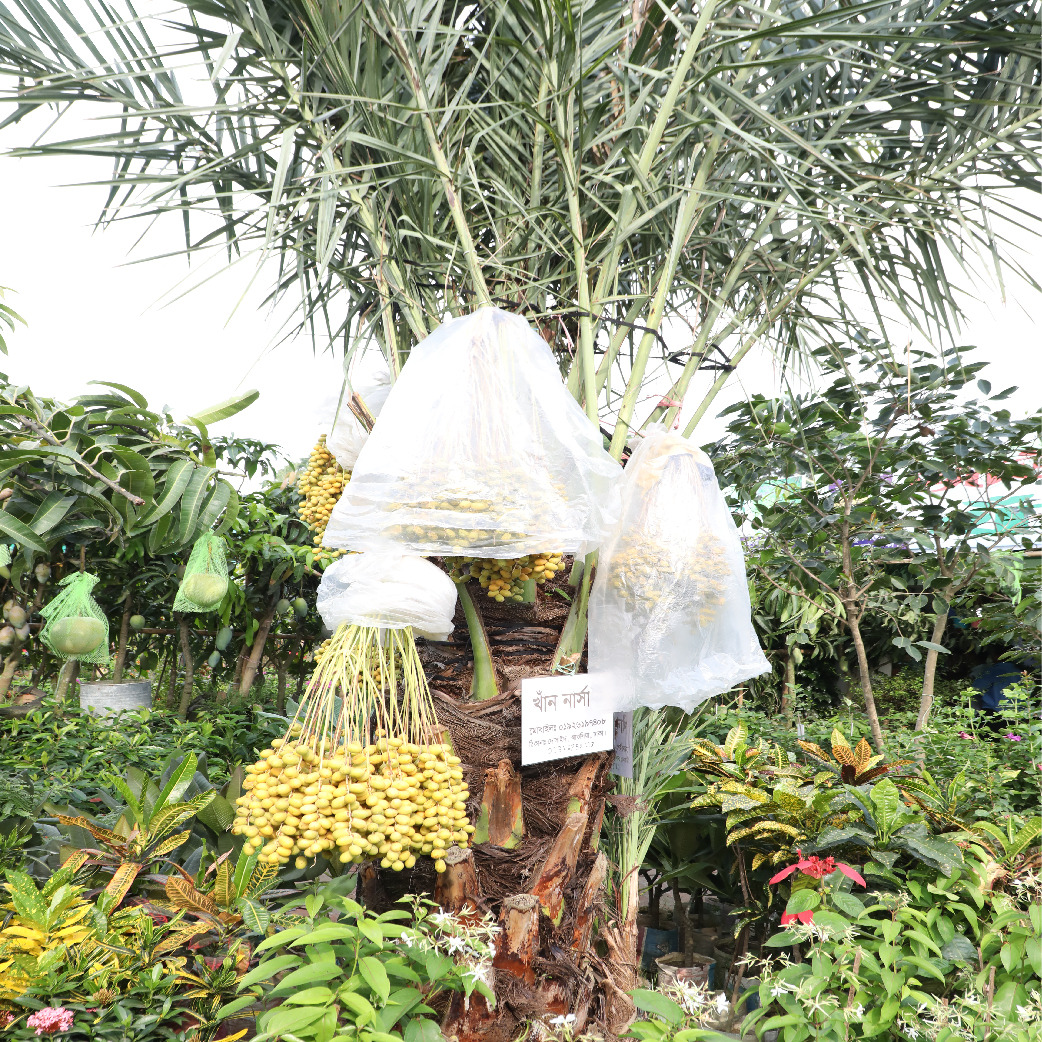 জমে উঠেছে জাতীয় বৃক্ষ মেলা ২০২৪