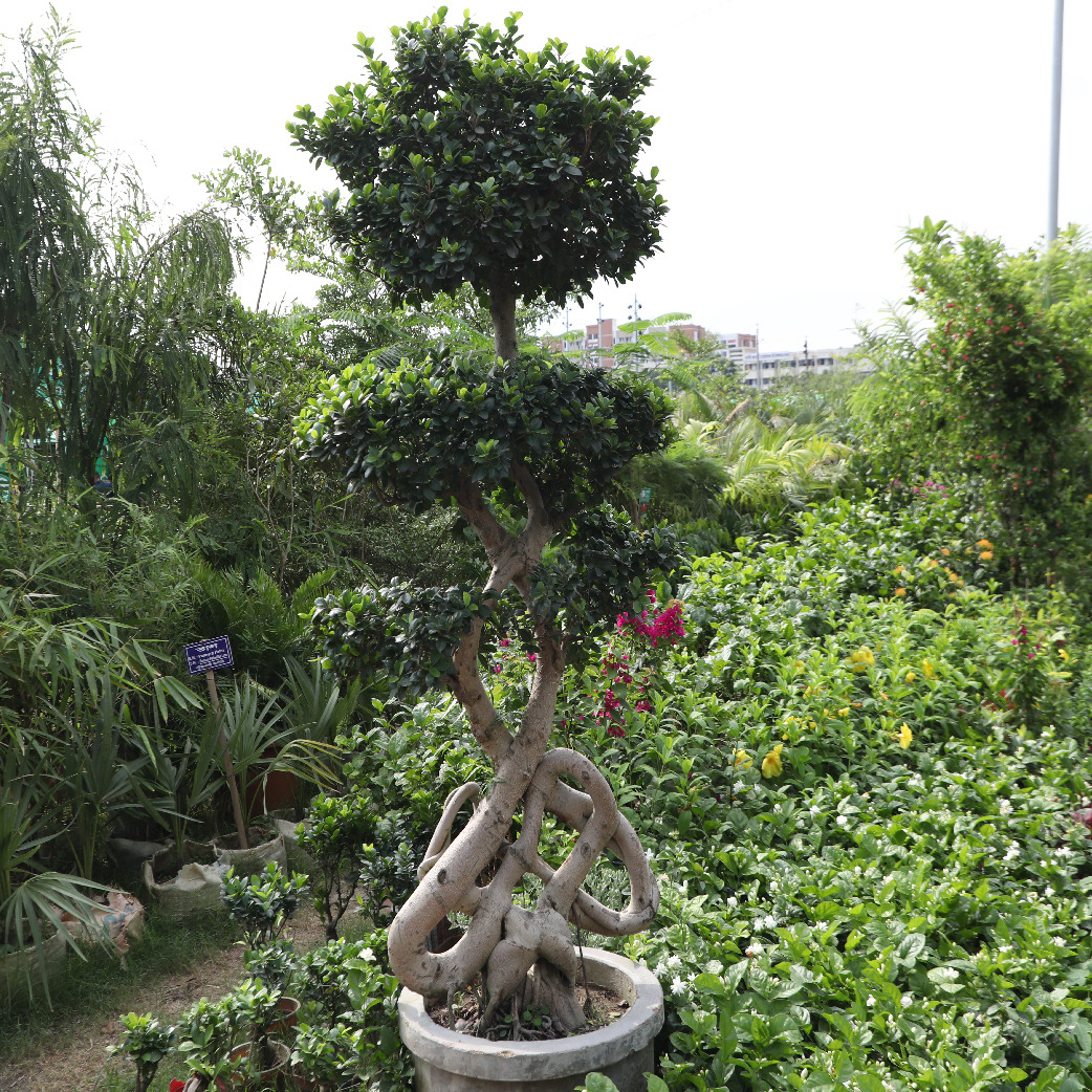 জমে উঠেছে জাতীয় বৃক্ষ মেলা ২০২৪