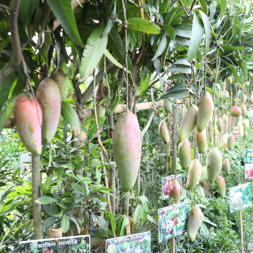 জমে উঠেছে জাতীয় বৃক্ষ মেলা ২০২৪