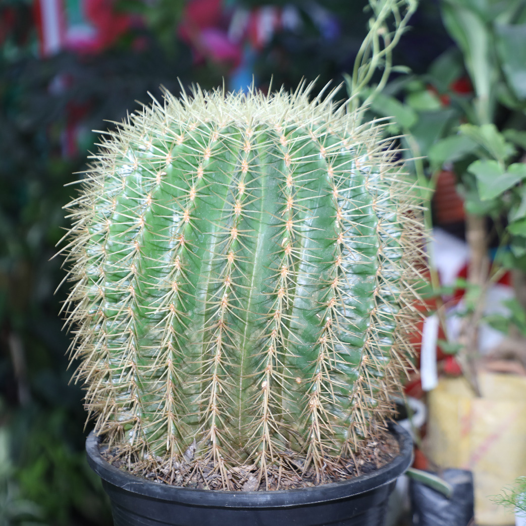 জমে উঠেছে জাতীয় বৃক্ষ মেলা ২০২৪