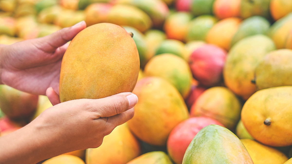 ‘ফলের রাজা’আমের অজানা তথ্য 