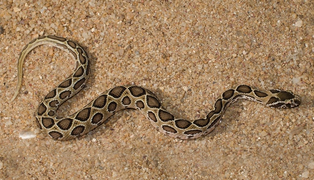 দেশজুড়ে আতঙ্কের নাম রাসেল ভাইপার 