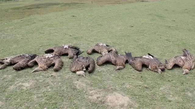 শকুন যখন ৫ লাখ মানুষের মৃত্যুর কারণ prokritibarta