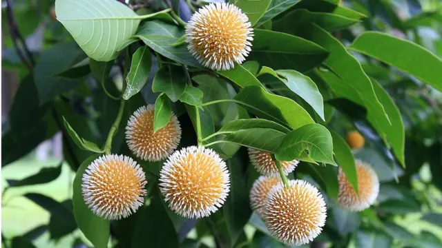 রূপসী বাংলার বর্ষাকাল prokritibarta