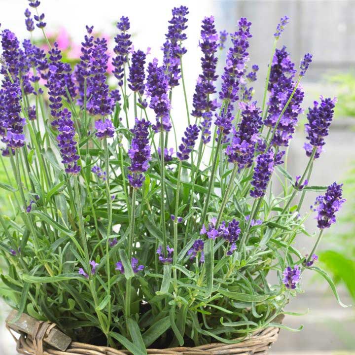 মশা থেকে রক্ষা করবে গাছ prokritibarta