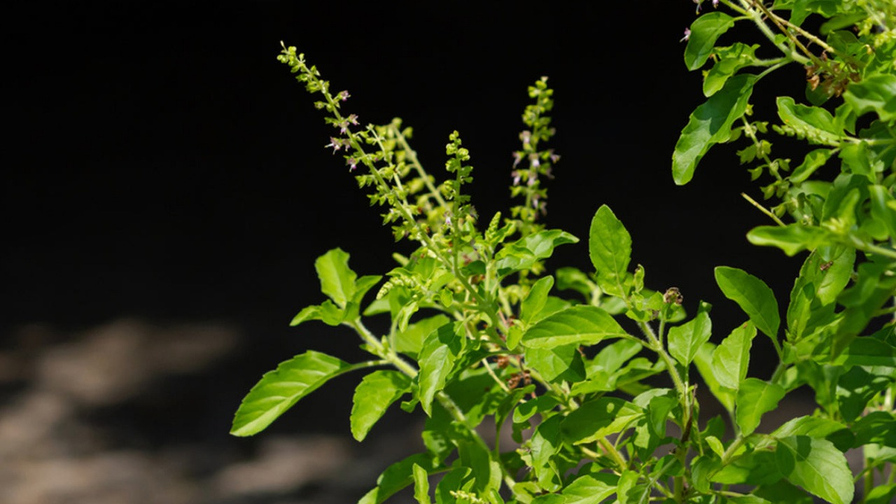মশা থেকে রক্ষা করবে গাছ prokritibarta