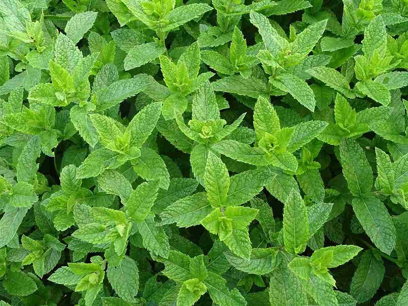 মশা থেকে রক্ষা করবে গাছ prokritibarta