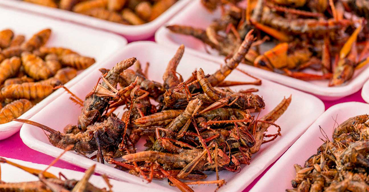 মানুষের খাদ্য তালিকায় কীটপতঙ্গ তবে বন্যপ্রাণ নয় prokritibarta