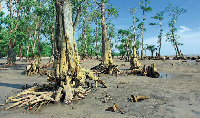 ‘বালু বিপদে’ সুন্দরবন prokritibarta