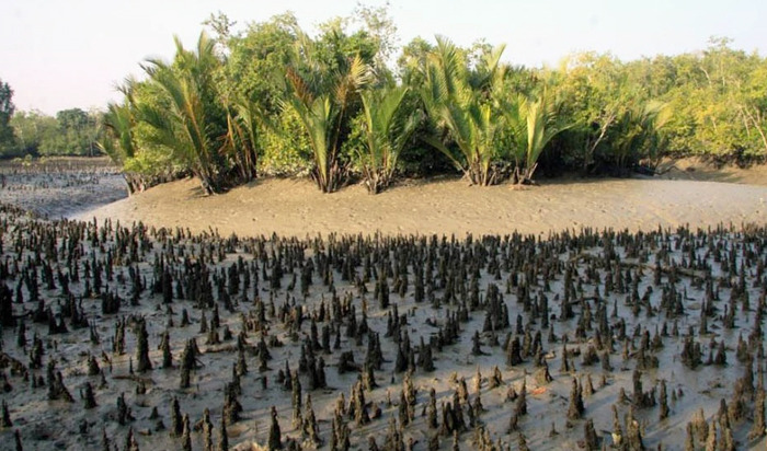 ‘বালু বিপদে’ সুন্দরবন prokritibarta