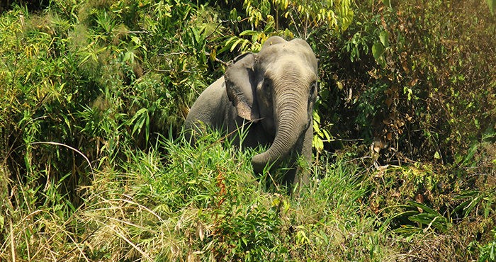 হাতি সংরক্ষণের গুরুত্ব elephant-prokritibarta