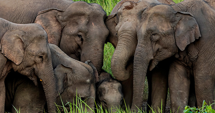 হাতি সংরক্ষণের গুরুত্ব elephant-prokritibarta