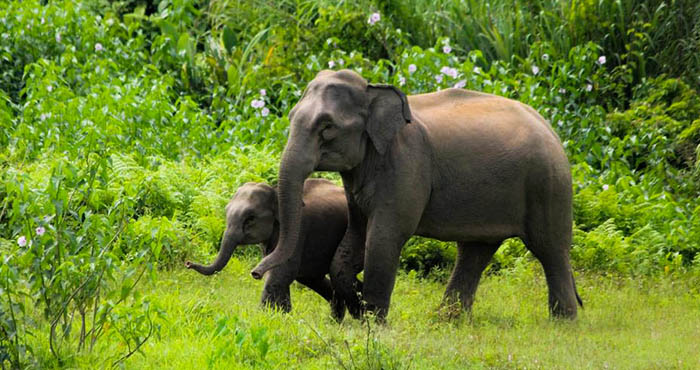 হাতি সংরক্ষণের গুরুত্ব elephant-prokritibarta