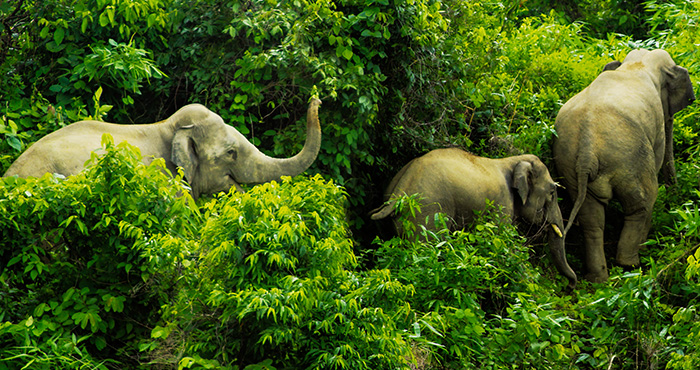 হাতি সংরক্ষণের গুরুত্ব elephant-prokritibarta