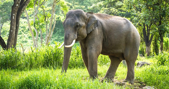 হাতি সংরক্ষণের গুরুত্ব elephant-prokritibarta