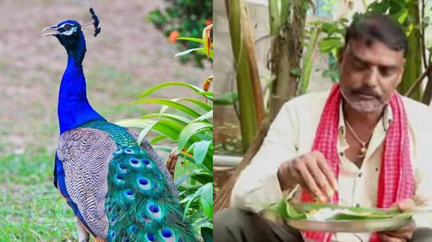 ময়ূর 