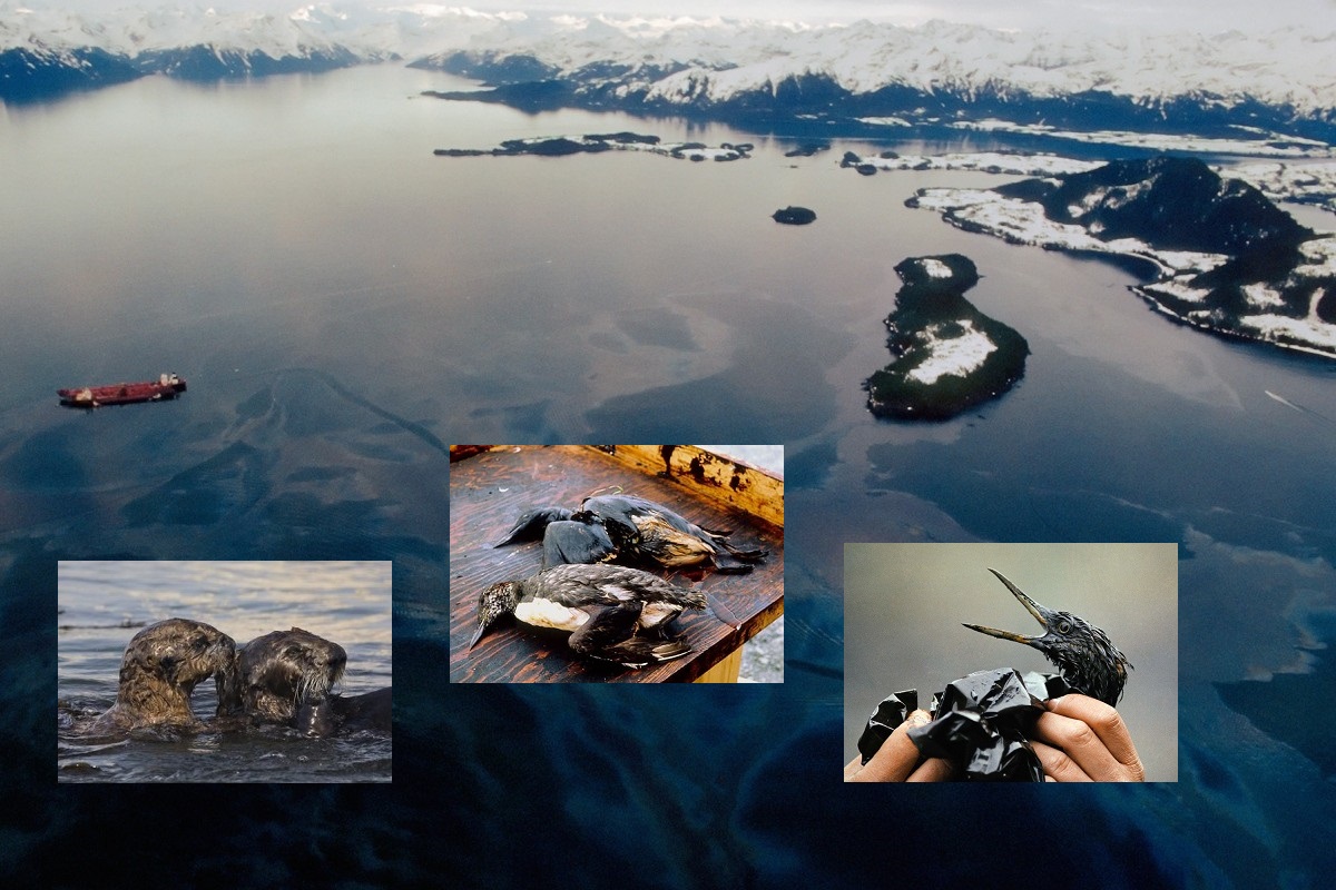 ১৯৮৯ সালে এক্সন ভালদেজের তেল ছড়ানোয় সামুদ্রিক প্রতিবেশগত বিপর্যয় ঘটে 