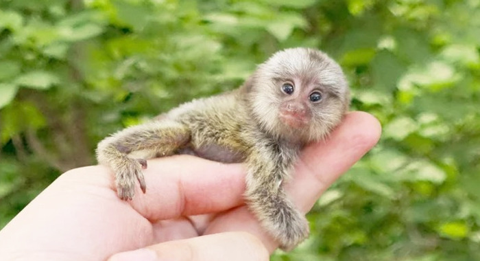 ছোট প্রজাতির মারমোসেট বানর মানুষের মত নাম ধরে ডাকে prokritibarta