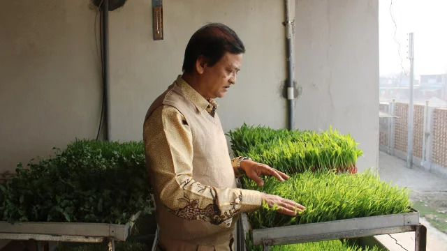 মাটি ছাড়া ঘাস উৎপাদনে সক্ষম খুলনা বিশ্ববিদ্যালয় গবেষক দল prokritibarta