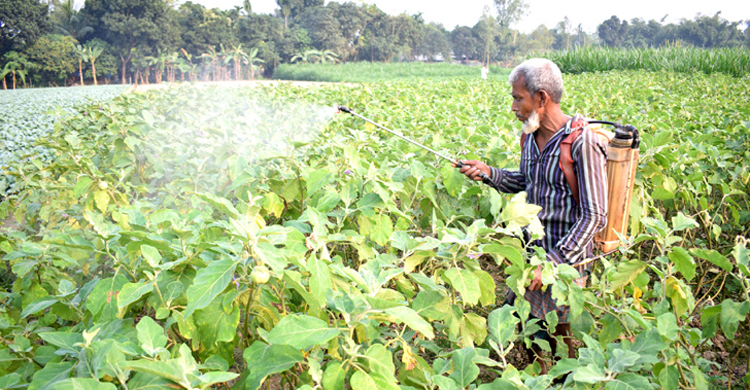 পরিচিত শাকসবজিতে মিলল অতিরিক্ত কীটনাশক prokritibarta