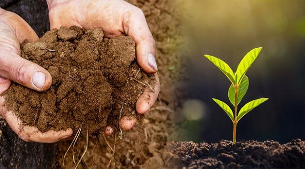 ছাদ বাগানের সফলতার চাবিকাঠি সঠিক মাটি তৈরি prokritibarta