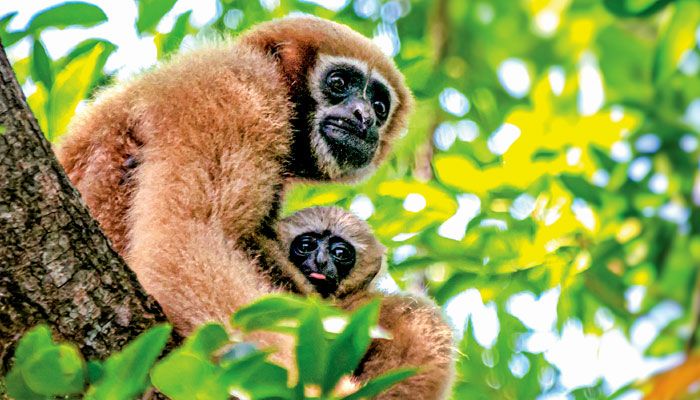 দেশে মহাবিপন্ন উল্লুক রক্ষায় পরিকল্পনা শুরু prokritibarta