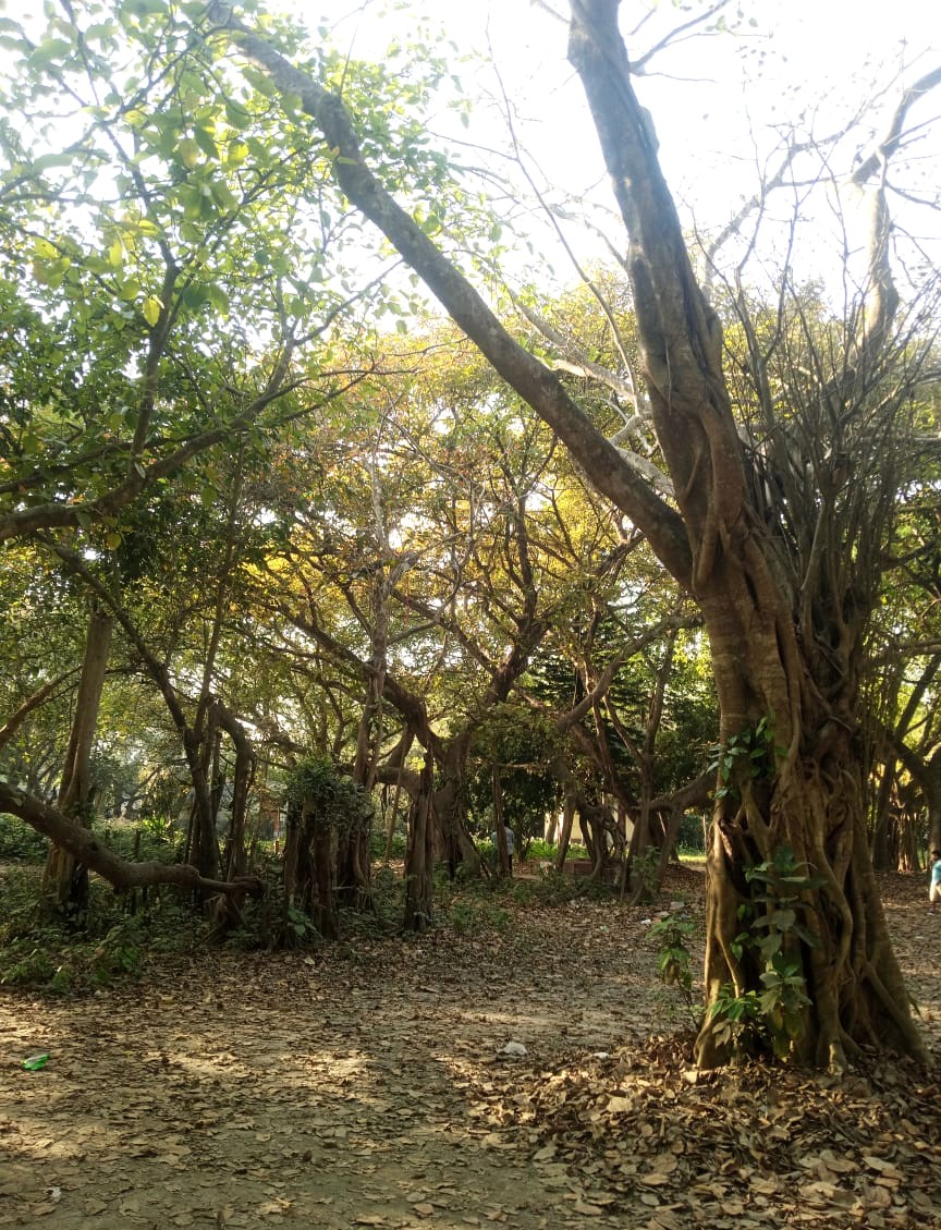 এশিয়ার বৃহত্তম বটগাছ prokritibarta