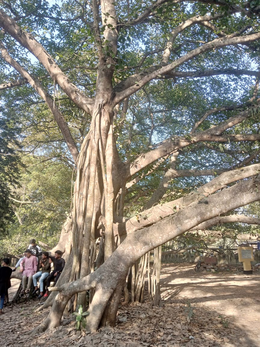 এশিয়ার বৃহত্তম বটগাছ prokritibarta