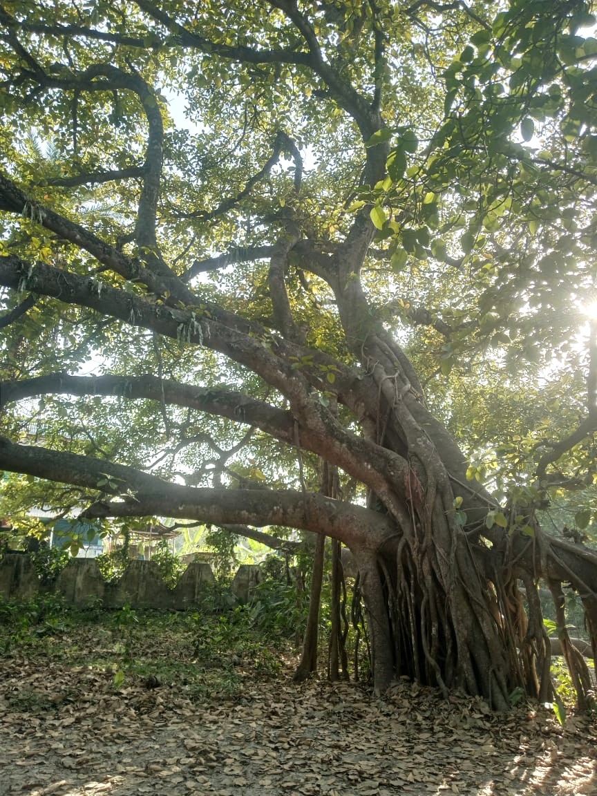 এশিয়ার বৃহত্তম বটগাছ prokritibarta
