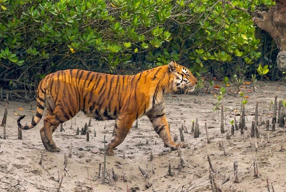 সুন্দরবন দিবসকে রাষ্ট্রীয়ভাবে স্বীকৃতির দাবি 1 সুন্দরবন দিবসকে রাষ্ট্রীয়ভাবে স্বীকৃতির দাবি